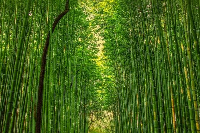 produits-bambou